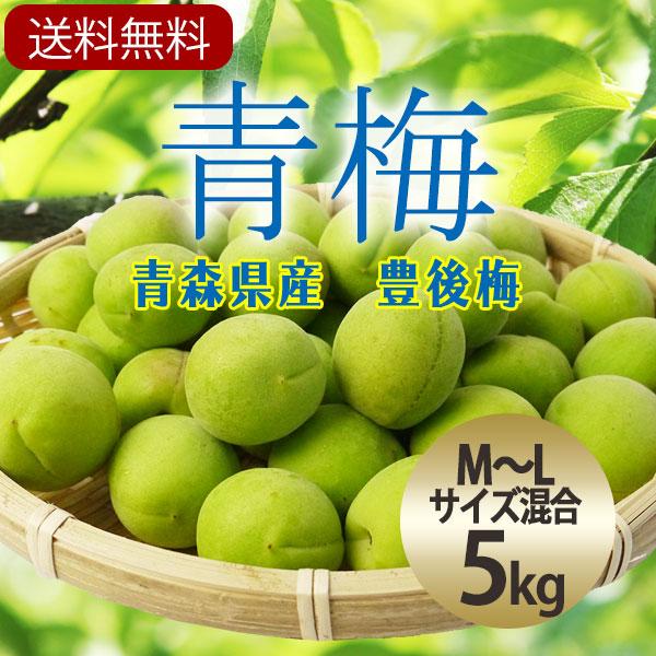 青梅　豊後梅5キロサイズL2L混合 冷蔵）青森の青梅[豊後梅ぶんごうめ]2L〜3Lサイズ混合約5kg 梅