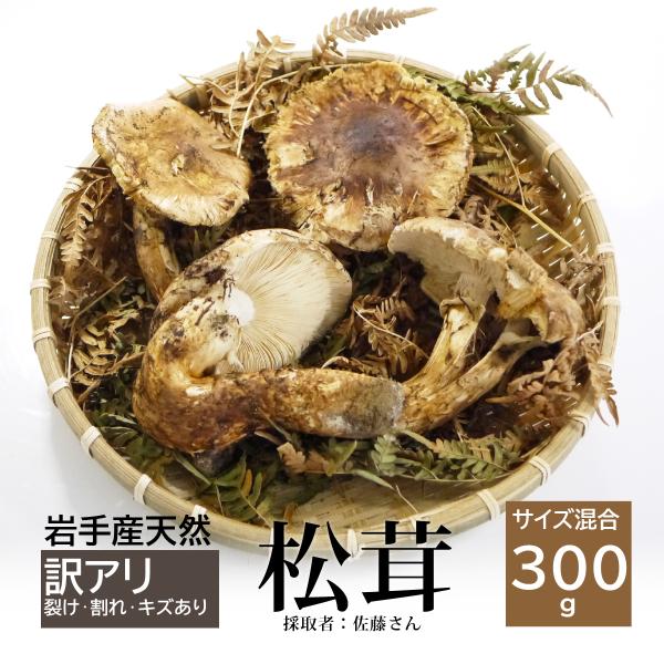 冷蔵）岩手天然国産「松茸」約300g【訳あり（割れ・キズ等あり