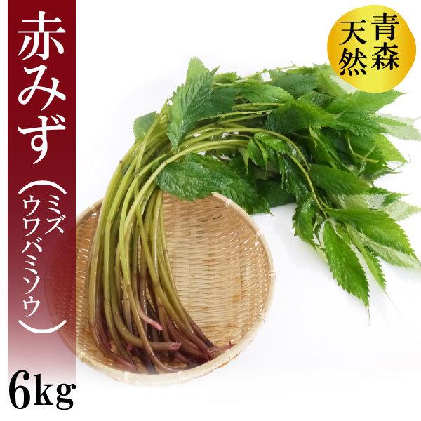 冷蔵 青森の天然山菜 赤みず ミズ ウワバミソウ 約6kg 佐々木さん 送料無料 一部地域を除く 6月中旬頃から発送予定 Miz6 ハイネットショップヤフー店 通販 Yahoo ショッピング