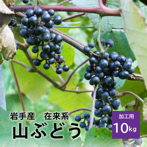 冷蔵）岩手県産山ぶどう【在来系】 加工用約10kg 山葡萄 : ハイネット