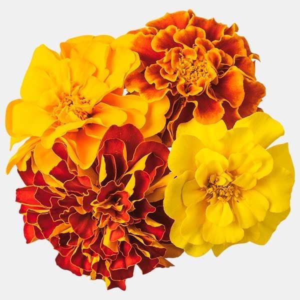 商品の説明 日本産のエディブルフラワー、マリーゴールドをご紹介します。鮮やかなオレンジ色の花びらが料理に彩りと季節感を添えます。約5輪入りで、お料理のガーニッシュやデコレーション、サラダのトッピングなど、様々な用途にお使いいただけます。食用...