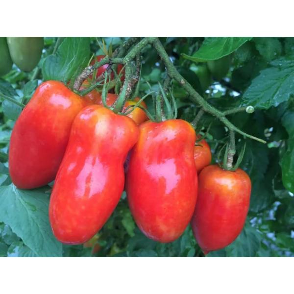 商品の説明 厳選された国産サンマルツァーノトマトをお届けします。約1kgのレゼルバトマトは、その特徴的な細長い形状と豊かな果肉が特徴です。一般的なトマトと比べて水分が少なく、濃厚な旨味が凝縮されているため、ソースやパスタ料理に最適です。完熟...