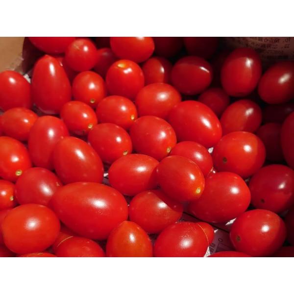 商品の説明 新鮮な国産ミニトマトを、食べやすいようにヘタを取り除いた状態でお届けします。約3kgの大容量パックで、ご家族でたっぷりとお楽しみいただけます。甘みと酸味のバランスが良く、サラダやお弁当の彩りに最適です。そのまま食べても、料理の材...