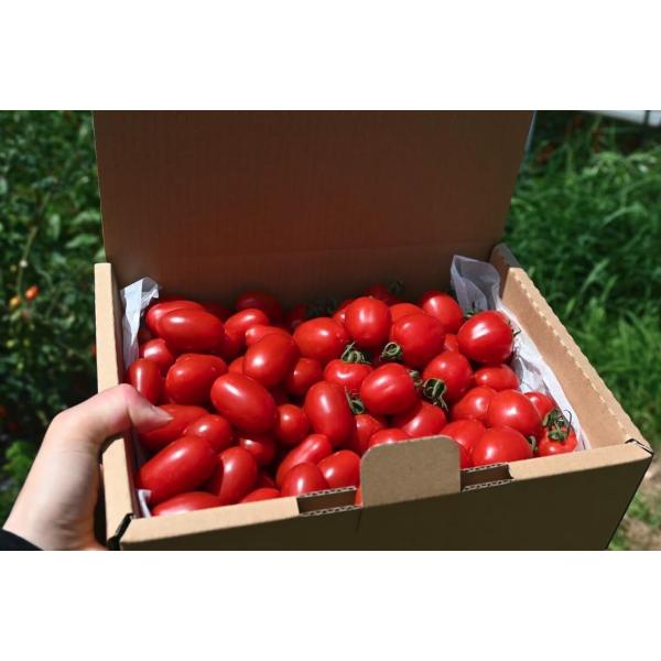 酸味と甘みのバランスが最高のミニトマトです！ ちょっと縦長の少し大きめのミニトマトになります。 そのまま食べても美味しいし、加熱調理しても美味しいトマトです！