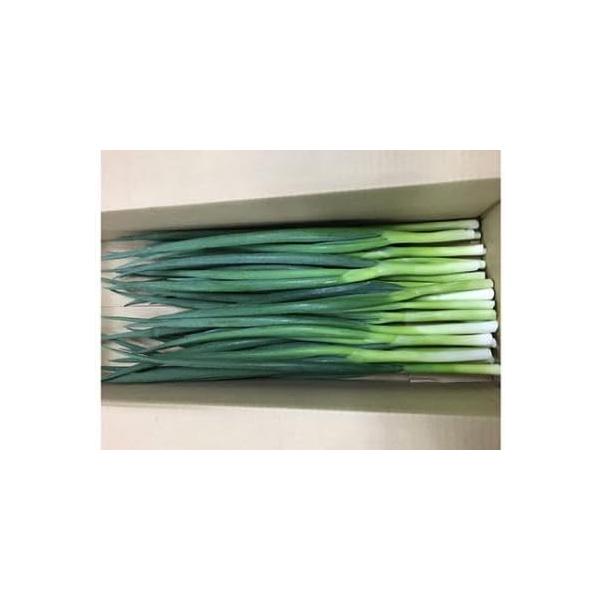 京都産 九条ねぎ、生鮮野菜、約500g