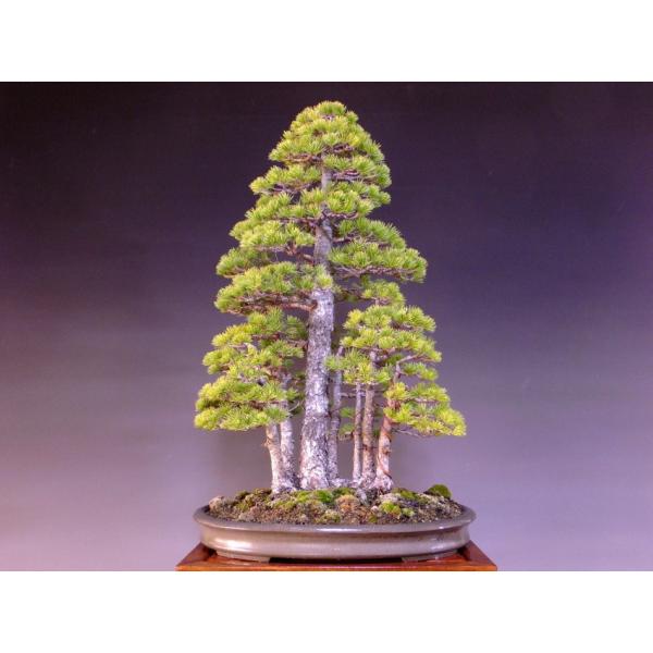 那須五葉松 大品盆栽 展示用 7幹根連なり 樹高80ｃｍ 鉢 誠山造印 1155 Buyee Buyee Japanese Proxy Service Buy From Japan Bot Online
