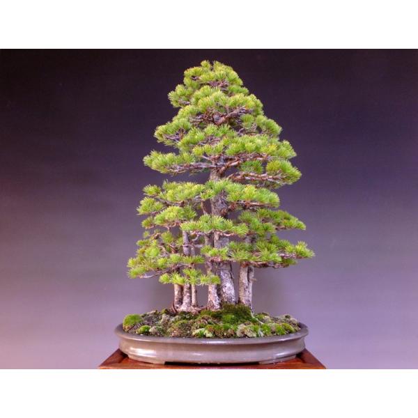 那須五葉松 大品盆栽 展示用 7幹根連なり 樹高80ｃｍ 鉢 誠山造印 1155 Buyee Buyee 日本の通販商品 オークションの代理入札 代理購入