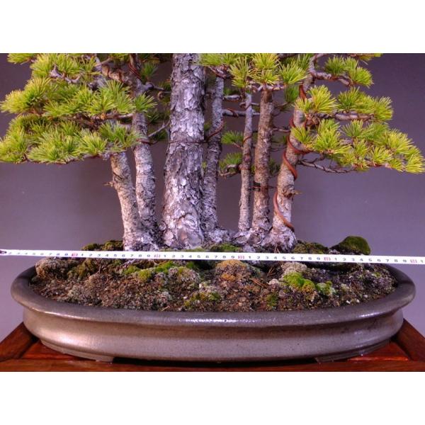 那須五葉松 大品盆栽 展示用 7幹根連なり 樹高80ｃｍ 鉢 誠山造印 1155 Buyee Buyee Japanese Proxy Service Buy From Japan Bot Online