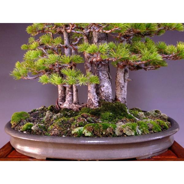 那須五葉松 大品盆栽 展示用 7幹根連なり 樹高80ｃｍ 鉢 誠山造印 1155 Buyee Buyee 日本の通販商品 オークションの代理入札 代理購入