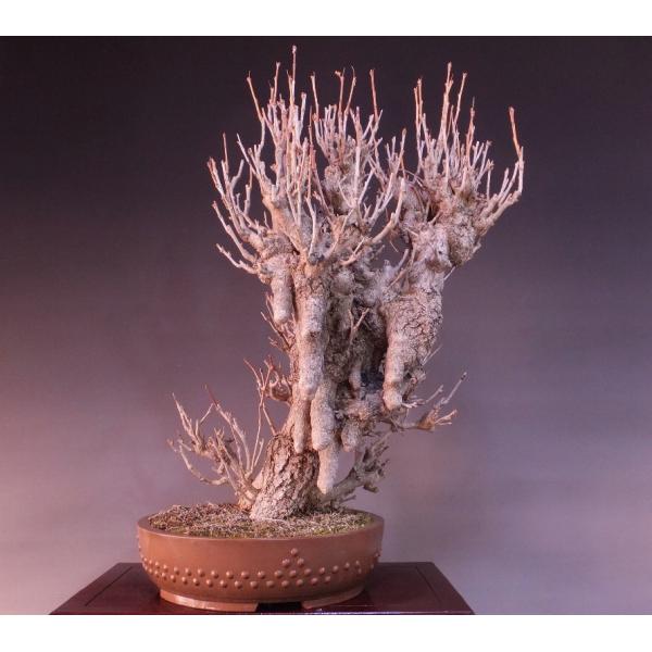 乳銀杏 イチョウ 大品盆栽展示用樹高80ｃｍ 鉢 陶陽 980 Buyee Buyee 提供一站式最全面最專業現地yahoo Japan拍賣代bid代拍代購服務