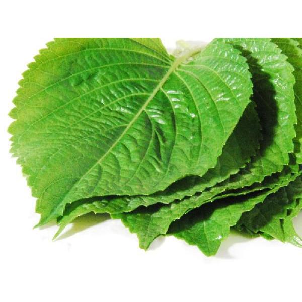 ・βカロテンやビタミンＣが豊富◆原産国名：韓国　■『えごまの葉』保存方法葉っぱの切り口を水で湿らせて(コップの水につける、湿らせたティッシュでくるむ等)袋に入れて、冷蔵庫の野菜室で保管してください。【お願い】えごまの葉は大変デリケートな食材...