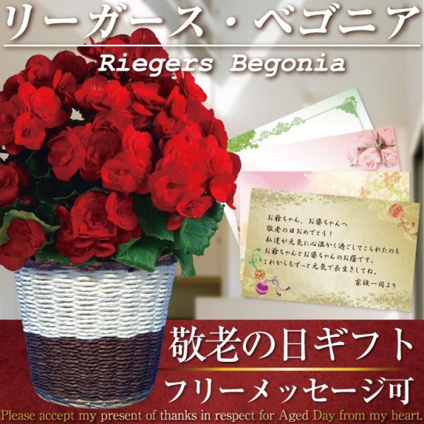 敬老の日ギフト ベゴニア リーガースベゴニア 5号鉢 選べる8品種 バスケット付き 鉢植え 花鉢 Eb001 ひろはな 通販 Yahoo ショッピング