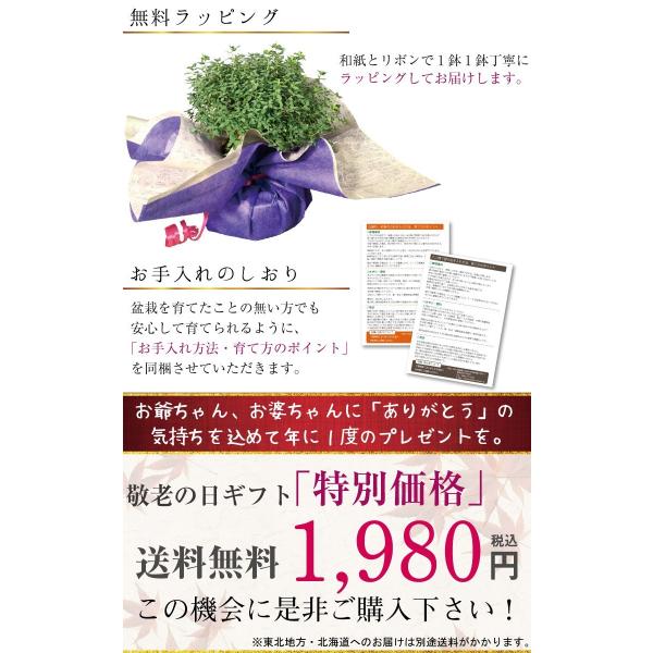 敬老の日ギフト 盆栽 斑入白鳥花 紅鳥花 八つ房下野 小品盆栽 Buyee Buyee Japanese Proxy Service Buy From Japan Bot Online