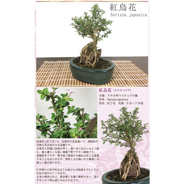 敬老の日ギフト盆栽斑入白鳥花紅鳥花八つ房下野小品盆栽 Buyee 日本代购平台 产品购物网站大全 Buyee一站式代购bot Online