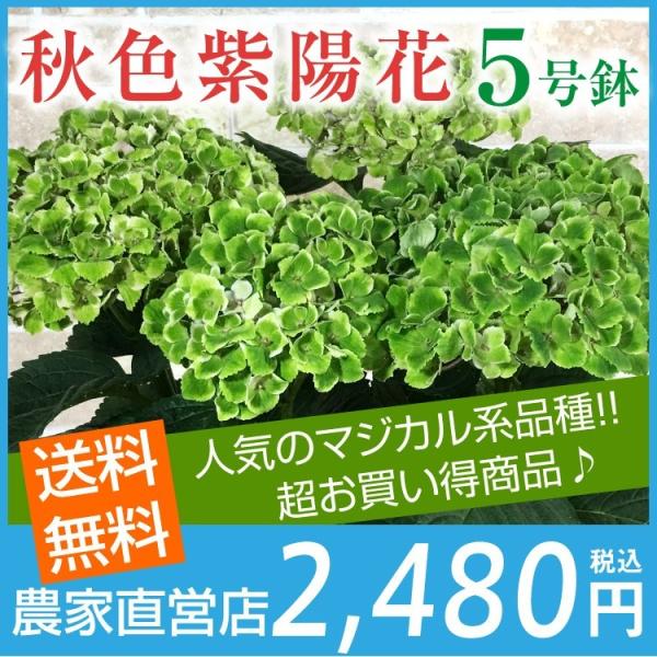 あじさい 花色おまかせ秋色 紫陽花 5号鉢 生産農家直送 マジカル系品種 マジカルレボリューション マジカルアメジスト マジカルグリーンファイヤからおまかせ Buyee Buyee Japanese Proxy Service Buy From Japan Bot Online