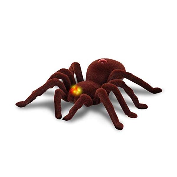 蜘蛛 みんな探してる人気モノ 蜘蛛