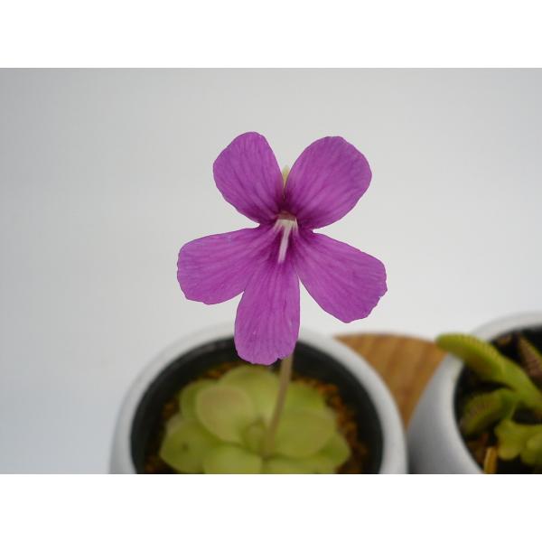 ムシトリスミレの通販 価格比較 価格 Com