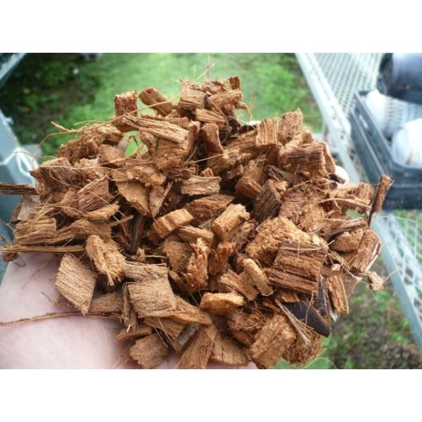 hiros-pitcherplants_10-00022