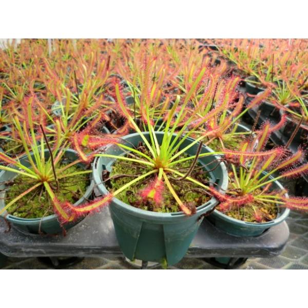 食虫植物 Drosersモウセンゴケ アフリカナガバモウセンゴケ 2 5号 Buyee Buyee Japanese Proxy Service Buy From Japan Bot Online