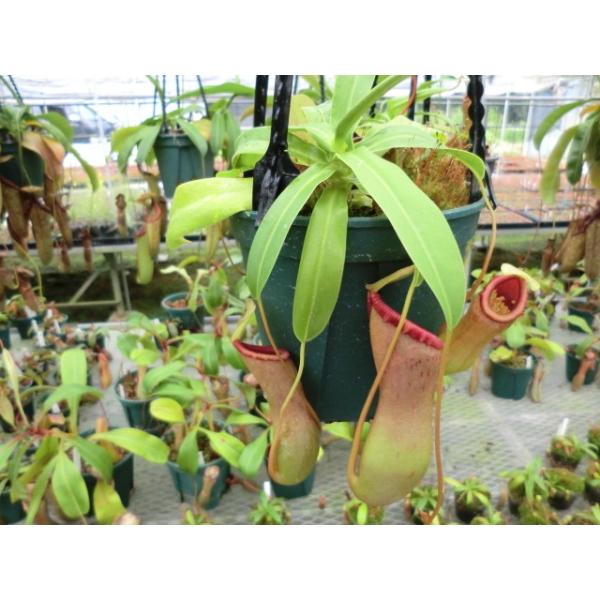 N.ventricosa　ベントリコーサ  ４号鉢　吊り手付き【おすすめ商品　ネペンテス　ウツボカズラ】