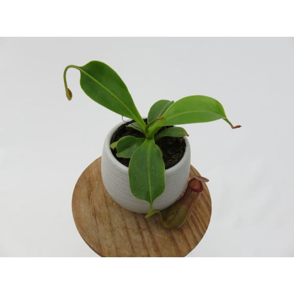 観葉植物 ネペンテスの人気商品 通販 価格比較 価格 Com