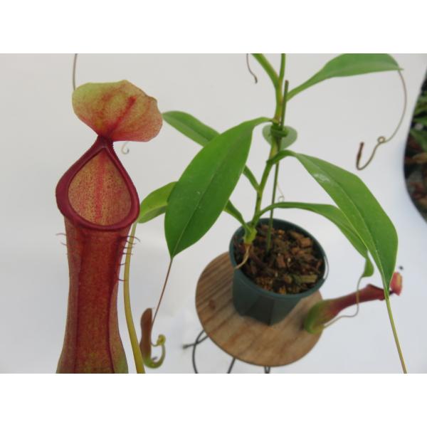 観葉植物 ネペンテス 食虫植物の人気商品 通販 価格比較 価格 Com