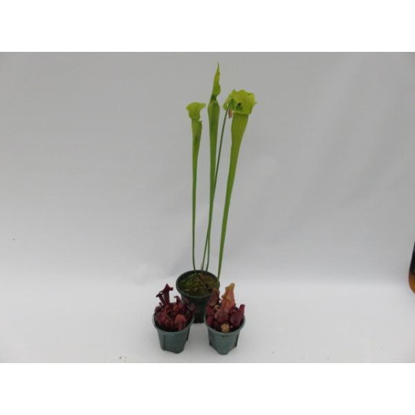 観葉植物 サラセニアの人気商品 通販 価格比較 価格 Com