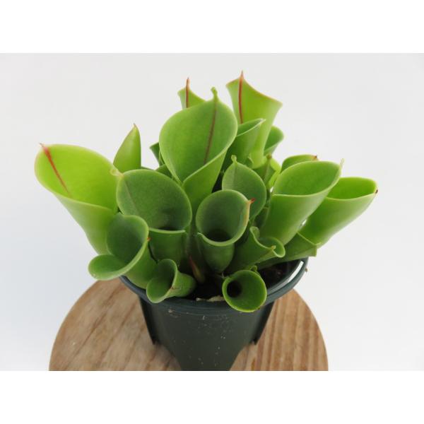 ヘリアンフォラ 食虫植物 H.minor Heliamphora minor 2.5号 ヘリアンフォラ【食虫植物・在庫限定