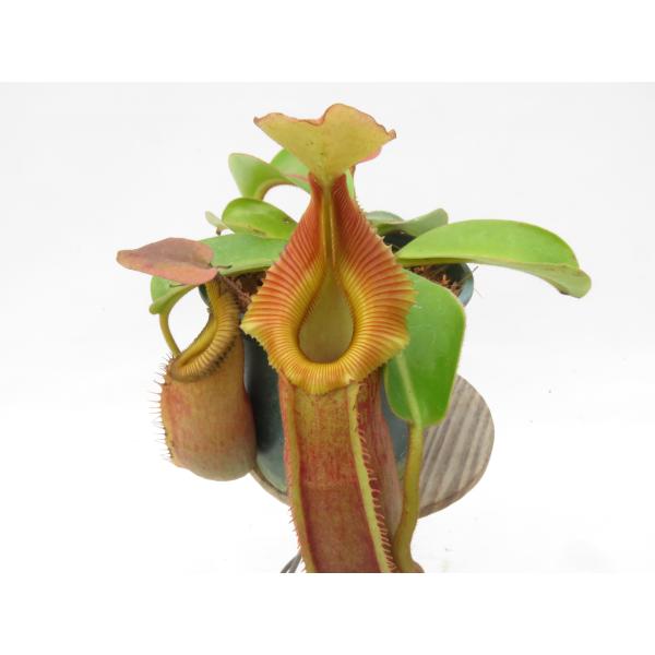 希少なオリジナル実生ネペンテスの育て方と魅力