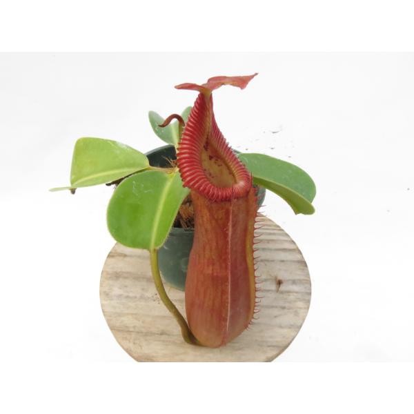 最新☆オリジナル実生】N.truncata (e )red × red× edwardsiana