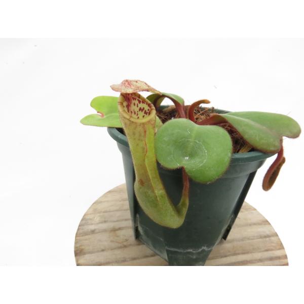 N.clipeata CRS N056 3号【現品限り】ネペンテス 食虫植物_20046