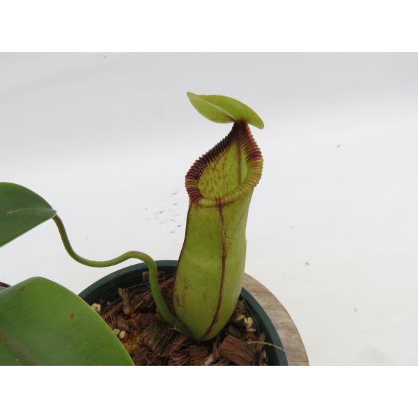 瞭*様 ウツボカズラ　ネペンテス　N.ハマタ　2芽立ち　食虫植物 N.sibuyanensis × hamata 3562 オス 3号【現品限り】ネペンテス 食虫
