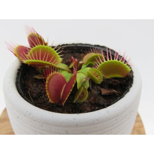 食虫植物 観葉植物の人気商品 通販 価格比較 価格 Com