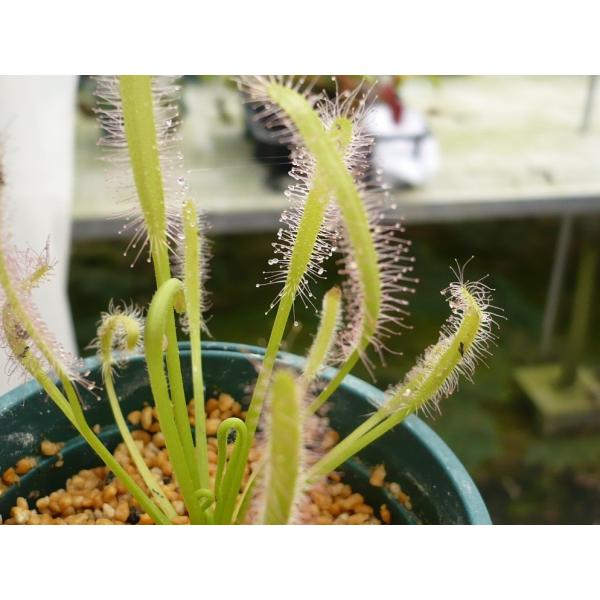 2号 観葉植物の人気商品 通販 価格比較 価格 Com