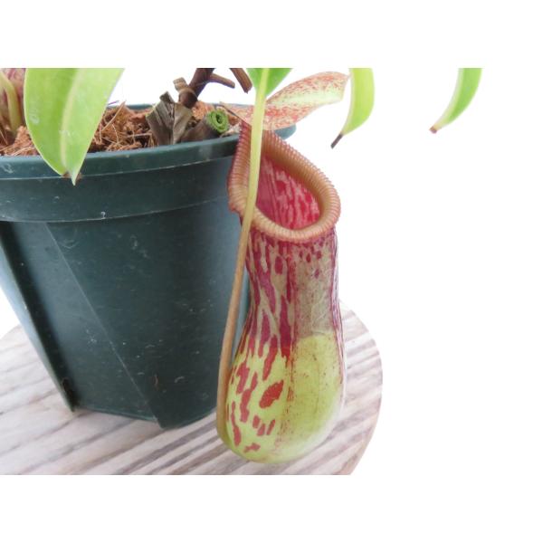 N.burkei BE-3254 3号【現品限り】ネペンテス 食虫植物_20278 : Hiro s