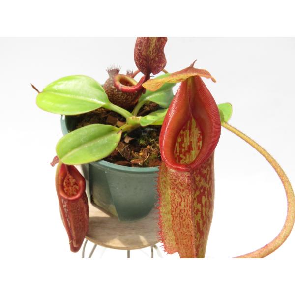 Nepenthes nebularum 食虫植物 ネペンテス N.rajah × eymae BE-4577 3.5号【現品限り】ネペンテス 食虫植物_20361