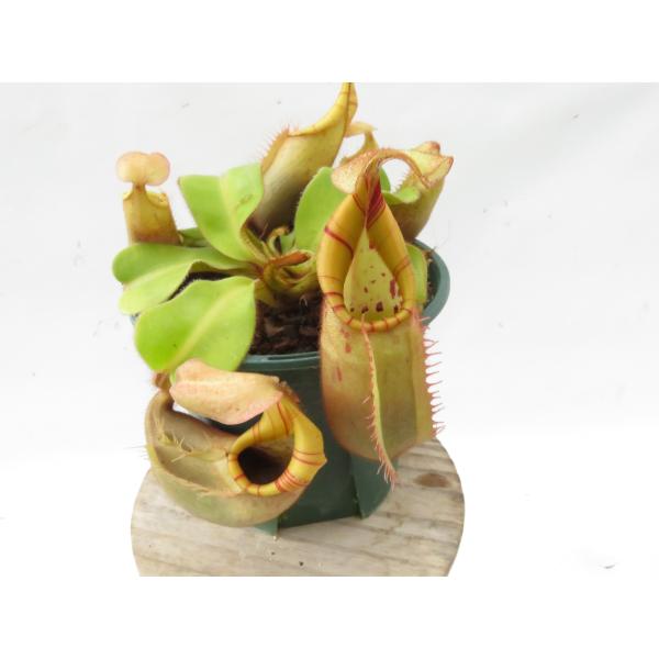 ホワイト様専用ネペンテス N. veitchii Hybrid Nepenthes veitchii hyb