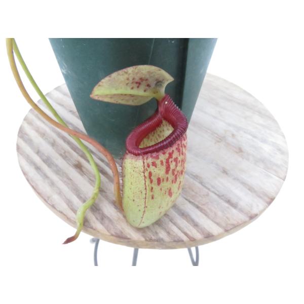 N.sibuyanensis{Guiting-Guiting,Philippines ,1400ｍ}BCP ID#N110,N299,N300 2.5号【現品限り】ネペンテス 食虫植物_20691