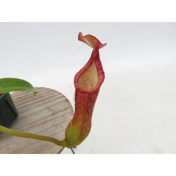 N.SP.Malaybalay Bukidanon Mindanao Philippines YFK2 2号【現品限り】ネペンテス 食虫植物_20706