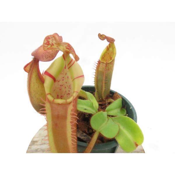 【最新★オリジナル実生】N.veitchii bario hybrid 2022-HIPS-005 2.5号【現品限り】ネペンテス 食虫植物_20730