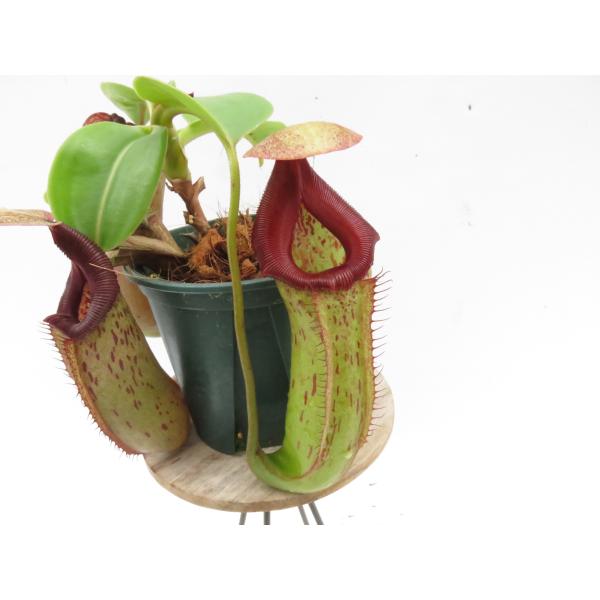 N.(sibuyanensis × maxia(l))× truncata-large red EPH-1-20-3 3.5号【現品限り】ネペンテス 食虫植物_20812