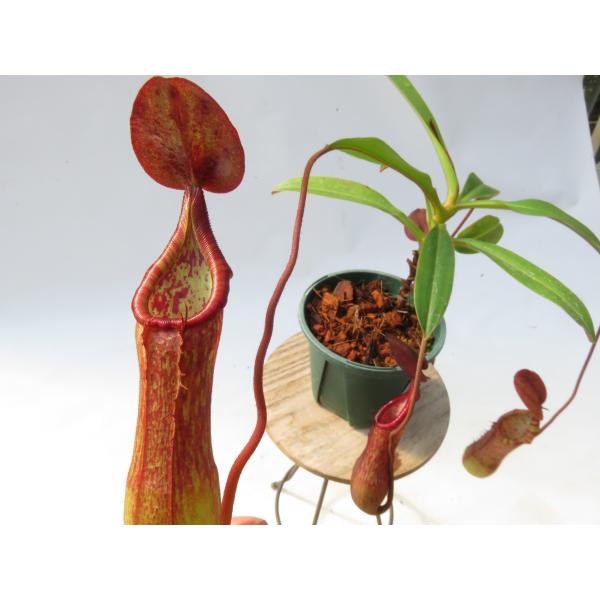 N.SP.Mindanao Philippines 2.5号【現品限り】ネペンテス 食虫植物_20980