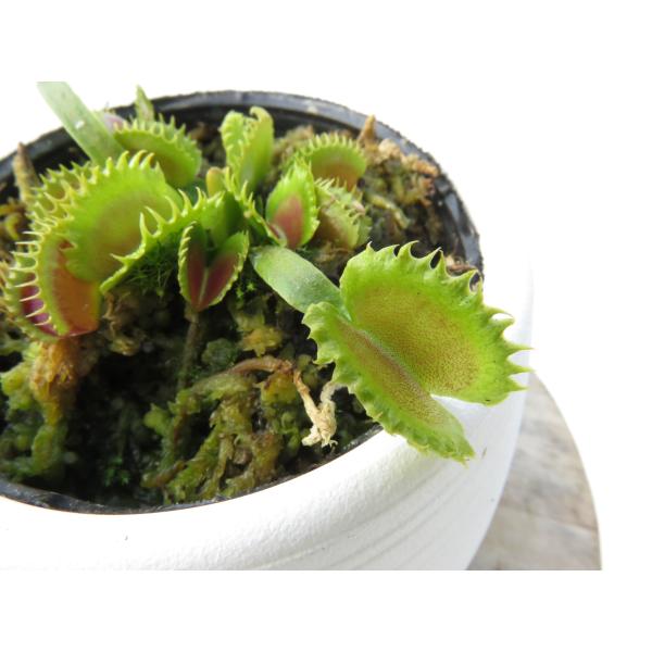 SHIKI_PLANTS　ハエトリソウ 2種 Dionea muscipula dumpling 2号☆ ハエトリソウ☆丸鉢付き