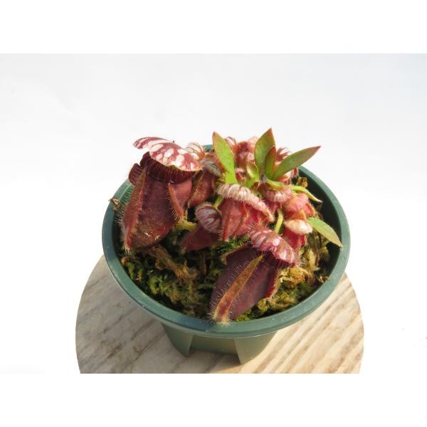 Cephalotus follicularis 2.5号 セファロタス 【在庫限り】食虫植物_