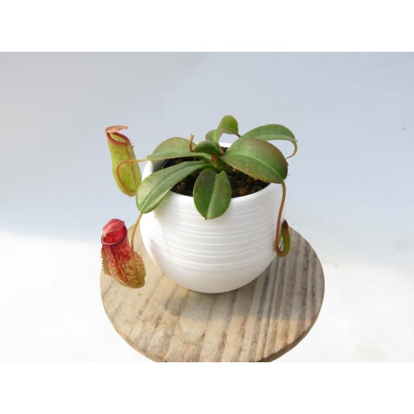 N.'Mimiss Kiss' [N.venti × (maxima talangesis)] 2号 丸鉢付き