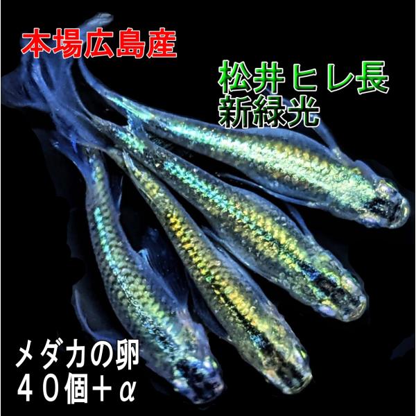 広島産 松井ヒレ長新緑光 めだか卵30個 グリーン体外光 改良 メダカ 新種 14 広島めだか 通販 Yahoo ショッピング