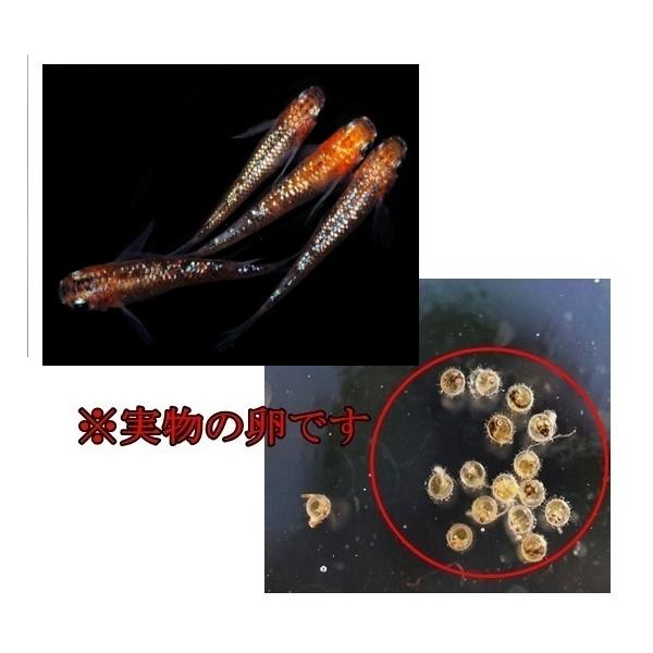 �߂��� �Y�p�̗� ���S�O�� �L���Y���_�J ���� �̊O�� �q���� ���i�摜1