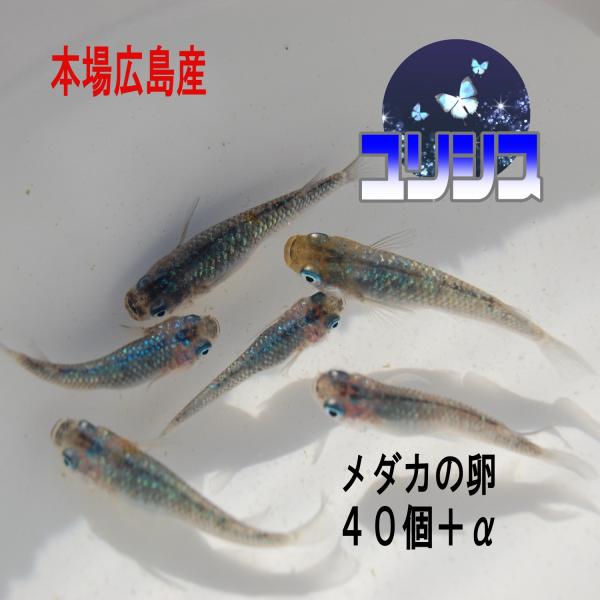 メダカの卵 目玉商品 最新希少種 月華 有精卵10個 ゾウリムシ ミジンコ Psb 生クロレラ と同梱包可能最新希少メダカの卵 限定3セット お早めに Jchere Jchere 日本yahoo雅虎代购转运