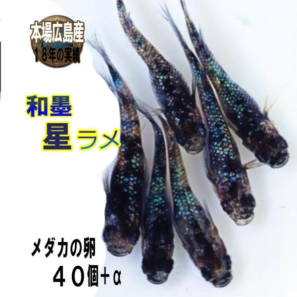めだか 和墨星ラメ 卵４０個 広島産メダカ 改良 通販 累代 初心者向け