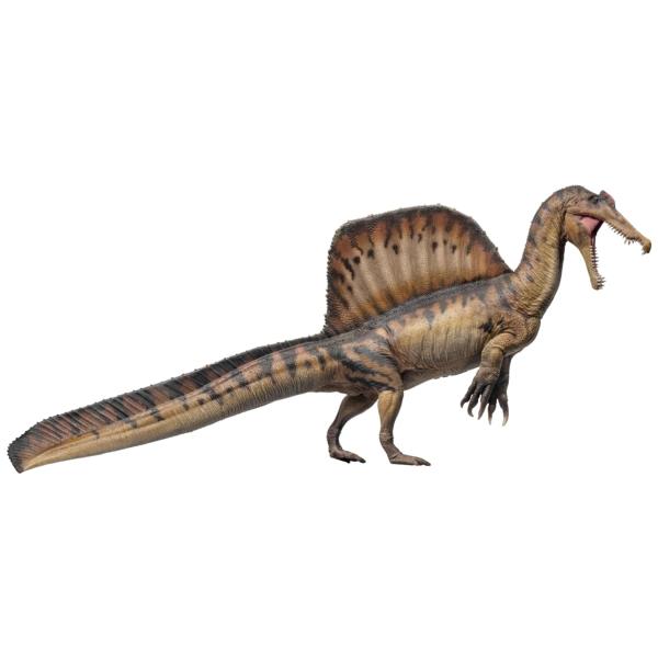 期間限定セール 短納期 PNSO 恐竜博物館シリーズ スピノサウルス フィギュア スピノサウルス科 32.5cm 口開閉可能 塗装済 肉食 恐竜  リアル 科学 芸術 模型